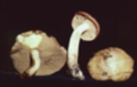 Suillus punctipes image