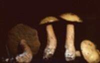 Suillus punctipes image