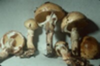 Suillus subluteus image