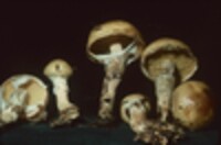 Suillus subluteus image