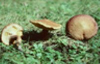 Suillus pictus image