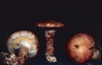 Suillus pictus image