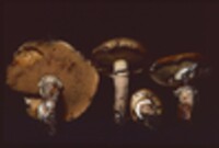 Suillus subluteus image