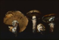 Suillus subluteus image