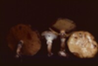 Suillus subluteus image