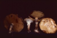 Suillus subluteus image