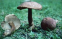 Tylopilus badiceps image