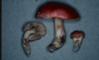 Tylopilus ballouii image