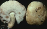 Tylopilus felleus image