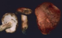 Gyroporus ballouii image