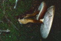 Tylopilus rubrobrunneus image