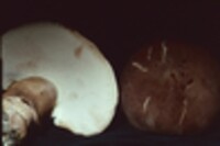 Tylopilus rubrobrunneus image