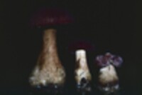 Tylopilus rubrobrunneus image
