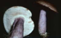 Tylopilus plumbeoviolaceus image