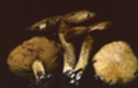 Suillus americanus image