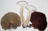 Suillus cavipes image