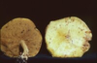 Suillus americanus image