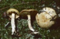 Suillus acidus image