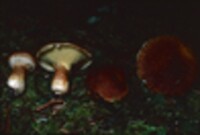 Suillus cavipes image