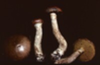 Leccinum pseudoscabrum image