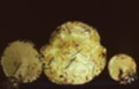 Suillus americanus image