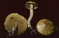 Suillus acidus var. intermedius image