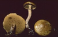 Suillus acidus image