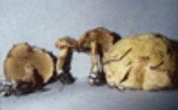 Suillus americanus image