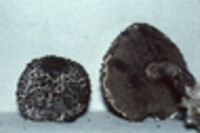 Strobilomyces confusus image