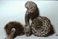 Strobilomyces confusus image