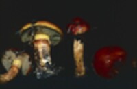 Suillus grevillei image