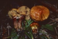 Suillus grevillei image