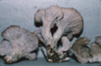 Craterellus foetidus image