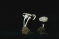 Pseudocraterellus subundulatus image