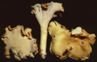 Cantharellus lateritius image