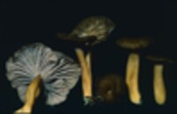 Cantharellus ignicolor image