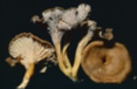 Cantharellus ignicolor image