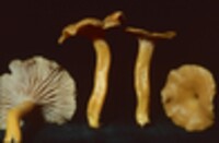 Cantharellus ignicolor image