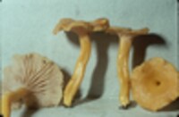 Cantharellus ignicolor image