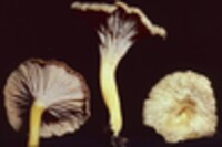 Cantharellus ignicolor image