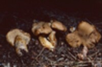 Cantharellus formosus image