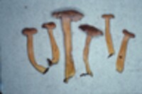 Cantharellus ignicolor image