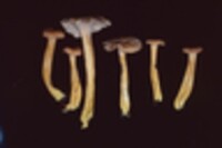 Cantharellus ignicolor image