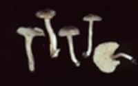 Cantharellus appalachiensis image