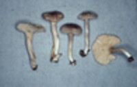 Cantharellus appalachiensis image