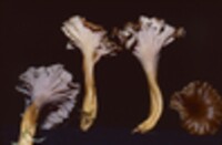 Cantharellus convolvulatus image