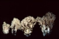Clavulina coralloides image