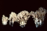 Clavulina coralloides image