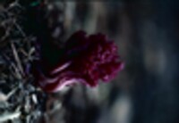 Clavaria zollingeri image
