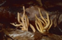 Clavulinopsis aurantiocinnabarina image